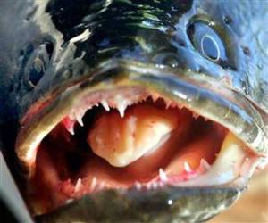 snakeheadfish